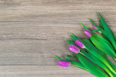 Lale tatil kutlamak için arka plan olarak