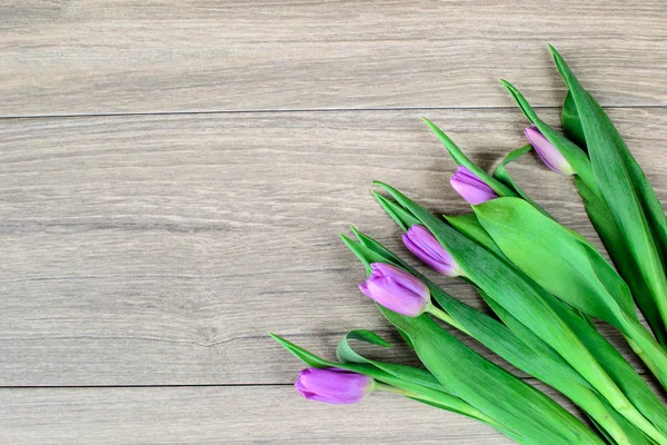 Lale tatil kutlamak için arka plan olarak