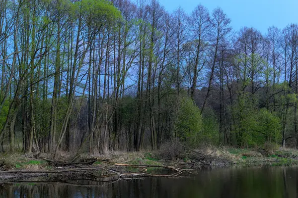 Река в центральной Польше . — стоковое фото