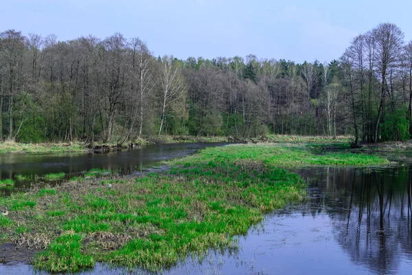 ポーランド中部の川. — ストック写真