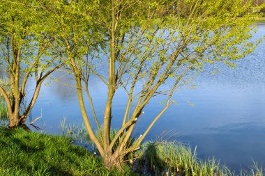 Gölün kıyısında willow.