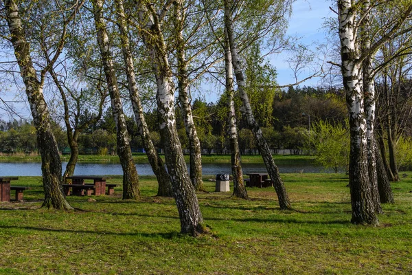 Birken auf dem Teich — Stockfoto