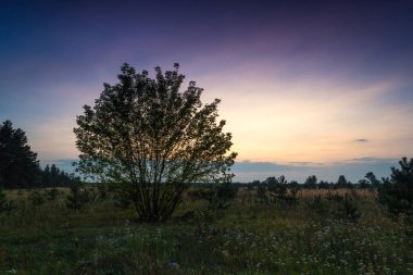 Sunset bulvarında bir yaz akşamı