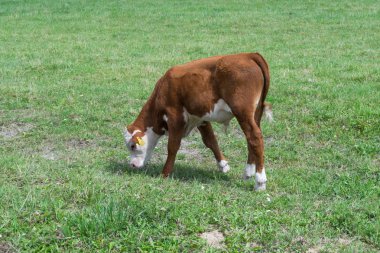 Bir çayır üzerinde otlatma buzağı