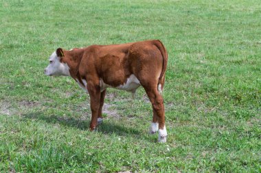 Bir çayır üzerinde otlatma buzağı
