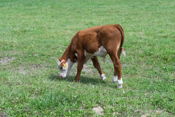 Bir çayır üzerinde otlatma buzağı