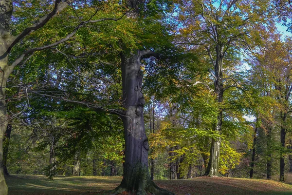 Park in de herfstzon — Stockfoto