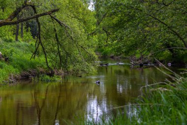Nehir Merkez Polonya.