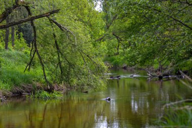  vahşi bir nehir Merkezi Polonya, Warta ve Widawka River Peyzaj Park