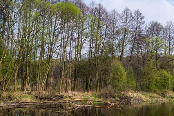 Une rivière sauvage dans le centre de la Pologne, la Warta et Widawka River Landscape Park — Photo
