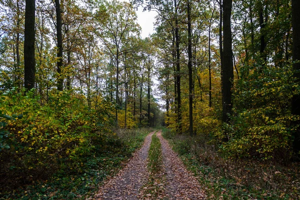 Foresta nella giornata autunnale — Foto Stock