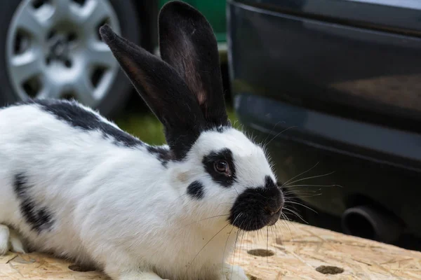 Conejo doméstico aproximadamente — Foto de Stock