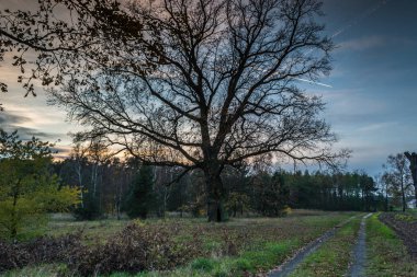 Batan güneşin içinde yalnız meşe