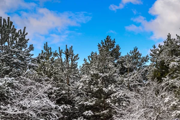 雪に覆われた白い冬 — ストック写真