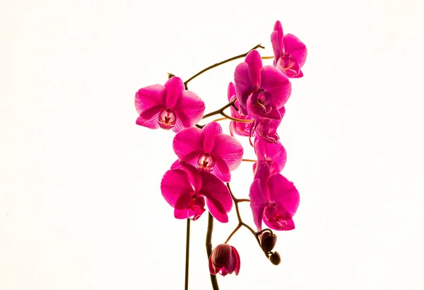 Flor Orquídea Sobre Fondo Blanco — Foto de Stock