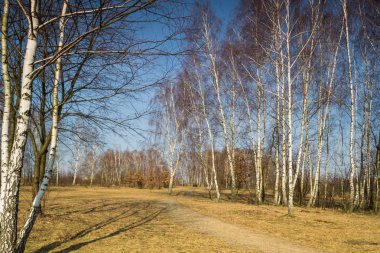 Sadece bitkilerin çiçek önce bahar güneş tarafından orman yaktı.