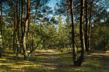 Sadece bitkilerin çiçek önce bahar güneş tarafından orman yaktı.