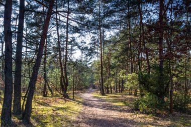 Sadece bitkilerin çiçek önce bahar güneş tarafından orman yaktı.