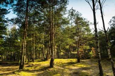 Sadece bitkilerin çiçek önce bahar güneş tarafından orman yaktı.