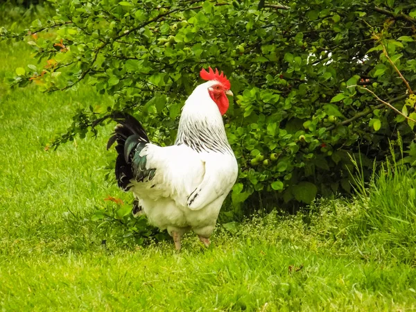 Hen Domestic Breeding Rooster — Stock Photo, Image