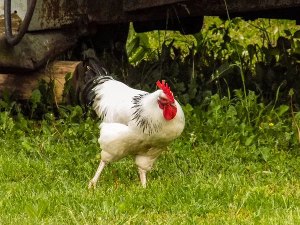 Hen Domestic Breeding Rooster — Stock Photo, Image