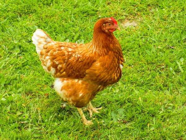 Hen Domestic Breeding Rooster — Stock Photo, Image