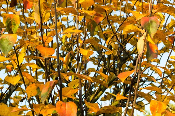 가을에는 자연의 아름다운 색깔들 — 스톡 사진