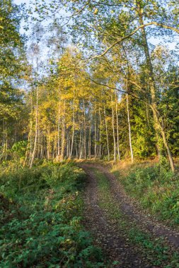 Sonbaharda doğa, doğanın güzel renkleri..