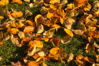 Sonbaharda doğa, doğanın güzel renkleri..
