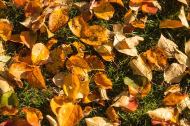 Sonbaharda doğa, doğanın güzel renkleri..
