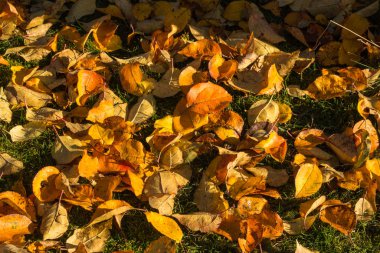 Sonbaharda doğa, doğanın güzel renkleri..