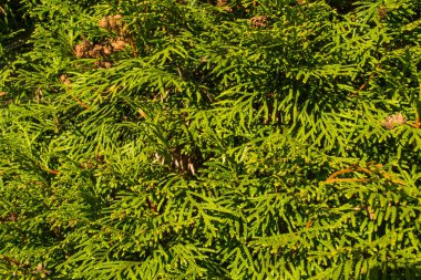 Sonbaharda doğa, doğanın güzel renkleri..