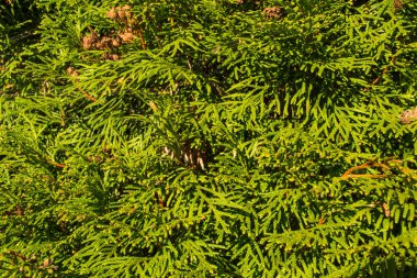 Sonbaharda doğa, doğanın güzel renkleri..