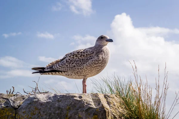 Young Seagull Seaside Town — Stockfoto