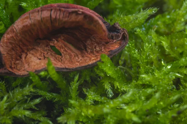 Moss Como Pano Fundo Para Trabalhos Gráficos Posteriores — Fotografia de Stock