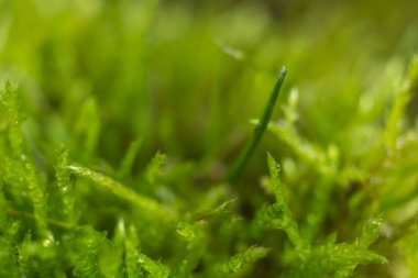 Daha fazla grafik çalışması için arkaplan olarak yosun.