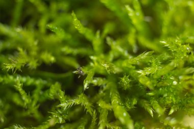 Daha fazla grafik çalışması için arkaplan olarak yosun.