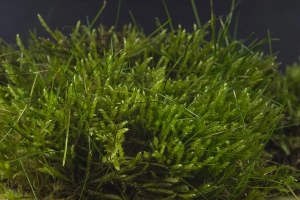 苔藓作为进一步制图工作的背景 — 图库照片