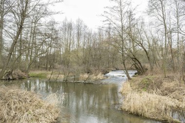 Orta Polonya 'da küçük, vahşi bir nehir..