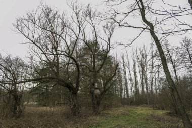Orta Polonya 'da küçük, vahşi bir nehir..
