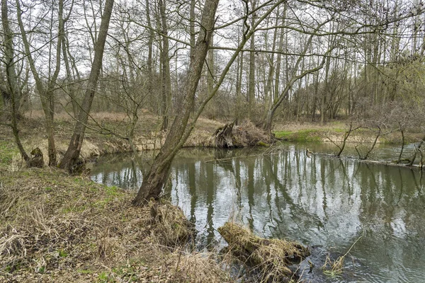 Pequeño Río Salvaje Centro Polonia — Foto de Stock