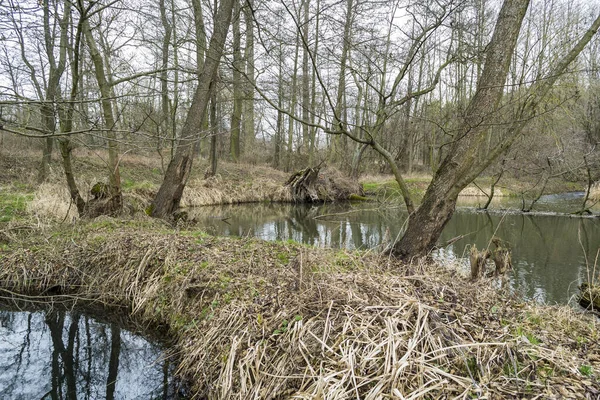 Pequeño Río Salvaje Centro Polonia — Foto de Stock