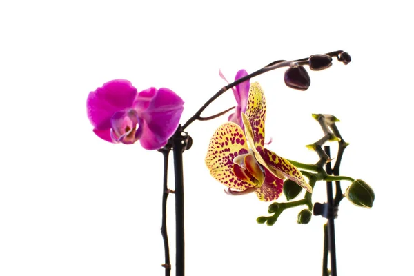 Flor Orquídea Fundo Embaçado Branco — Fotografia de Stock