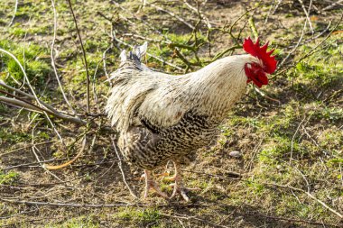 Doğal serbest kümes hayvanları yetiştiriciliği.