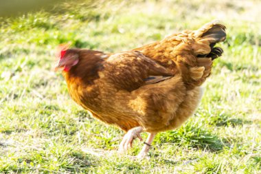 Doğal serbest kümes hayvanları yetiştiriciliği.