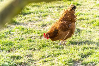 Doğal serbest kümes hayvanları yetiştiriciliği.