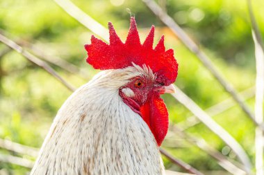 Doğal serbest kümes hayvanları yetiştiriciliği.