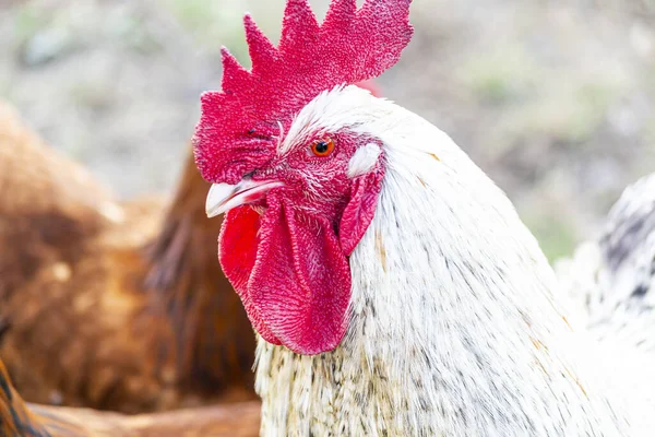 Natural Free Range Poultry Farming — Stock Photo, Image