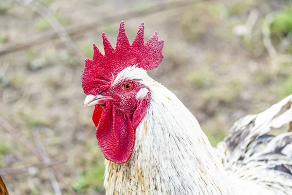 Natural Free Range Poultry Farming — Stock Photo, Image