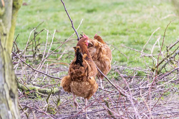 Naturlig Frigående Fjäderfäuppfödning — Stockfoto